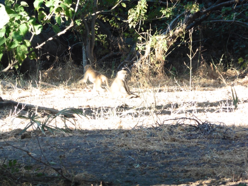 baboons in camp