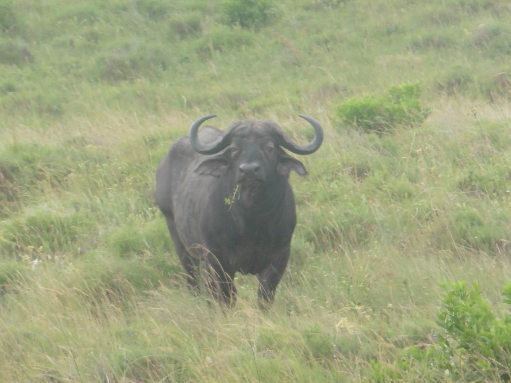 cape-buffalo-isimangaliso