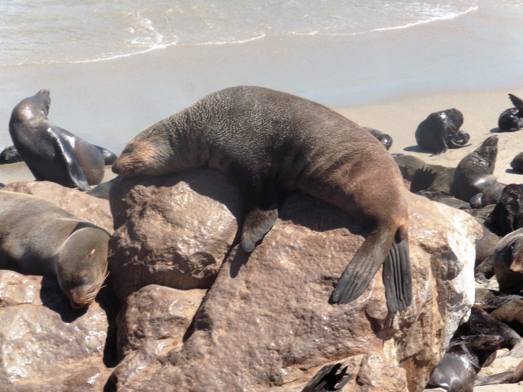 5 Cape Cross Seal Reserve hanging out