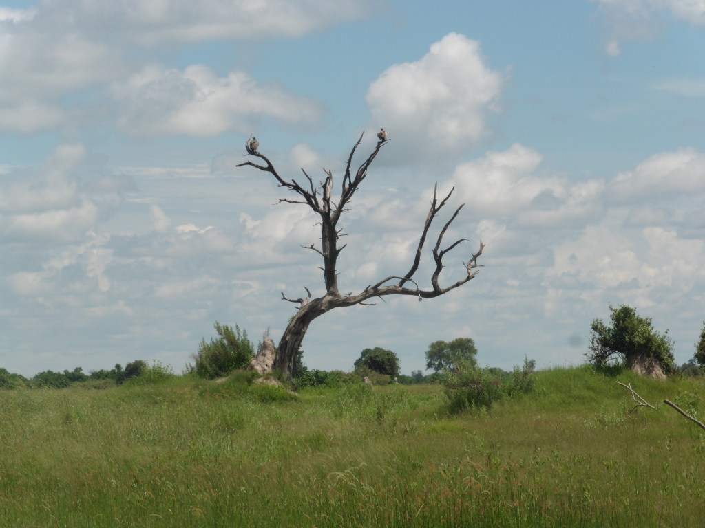 vulture chobe (2)